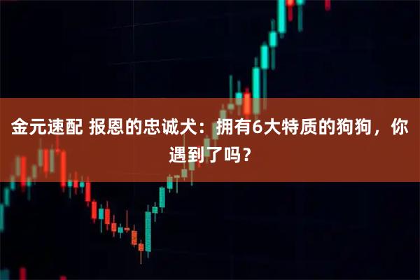 金元速配 报恩的忠诚犬：拥有6大特质的狗狗，你遇到了吗？