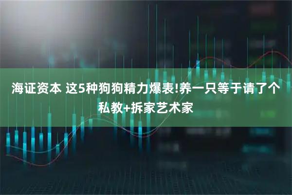 海证资本 这5种狗狗精力爆表!养一只等于请了个私教+拆家艺术家